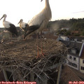 19_25-nest.jpg