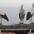 19_30-mast.jpg