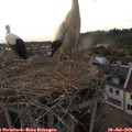 19_30-nest.jpg