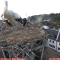 19_35-nest.jpg
