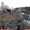19_45-nest.jpg