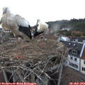 19_50-nest.jpg