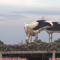 19_55-mast.jpg