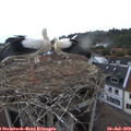 19_55-nest.jpg