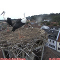 20_05-nest.jpg