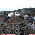 20_10-nest.jpg