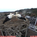 20_15-nest.jpg