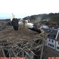 20_20-nest.jpg