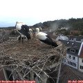 20_25-nest.jpg