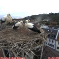 20_30-nest.jpg