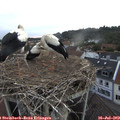 20_35-nest.jpg