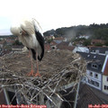 20_40-nest.jpg