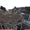20_50-nest.jpg