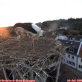20_55-nest.jpg