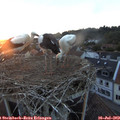 21_00-nest.jpg
