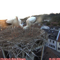21_05-nest.jpg