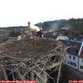 06_15-nest.jpg