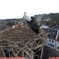 06_50-nest.jpg