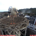 07_10-nest.jpg