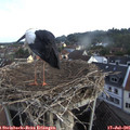 07_15-nest.jpg