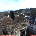 07_25-nest.jpg