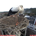 07_35-nest.jpg