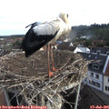 07_40-nest.jpg