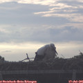 07_50-mast.jpg