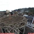08_10-nest.jpg