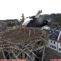 08_40-nest.jpg