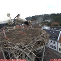 08_50-nest.jpg