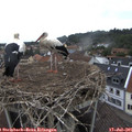 08_55-nest.jpg
