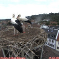 09_00-nest.jpg