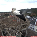09_05-nest.jpg