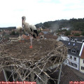 09_10-nest.jpg