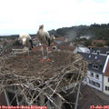 09_15-nest.jpg