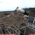 09_30-nest.jpg