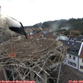 09_55-nest.jpg