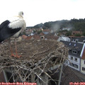 10_00-nest.jpg