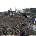 10_05-nest.jpg