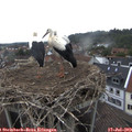 10_10-nest.jpg