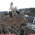 10_15-nest.jpg