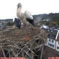 10_20-nest.jpg