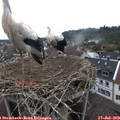 10_25-nest.jpg
