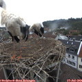 10_30-nest.jpg