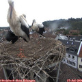 10_35-nest.jpg