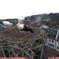 10_40-nest.jpg