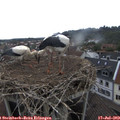 10_45-nest.jpg