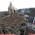 10_50-nest.jpg