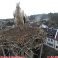 10_55-nest.jpg